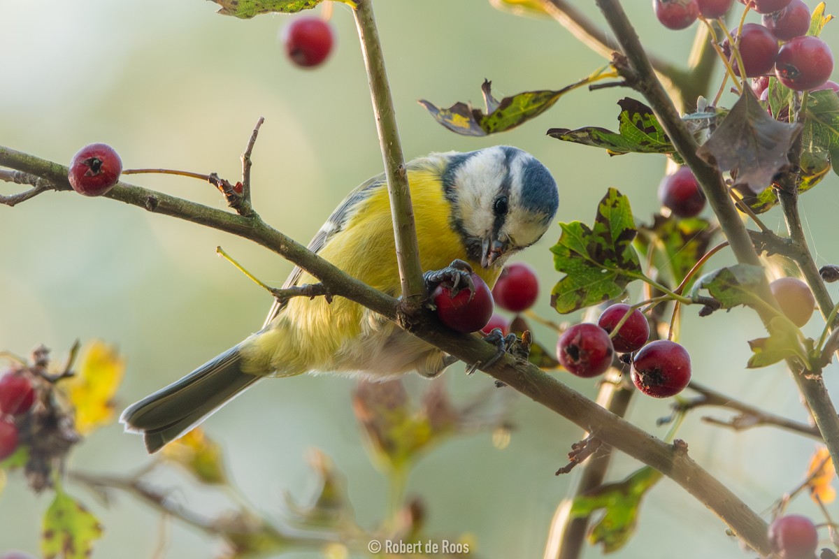 Herrerillo Común - ML646049133
