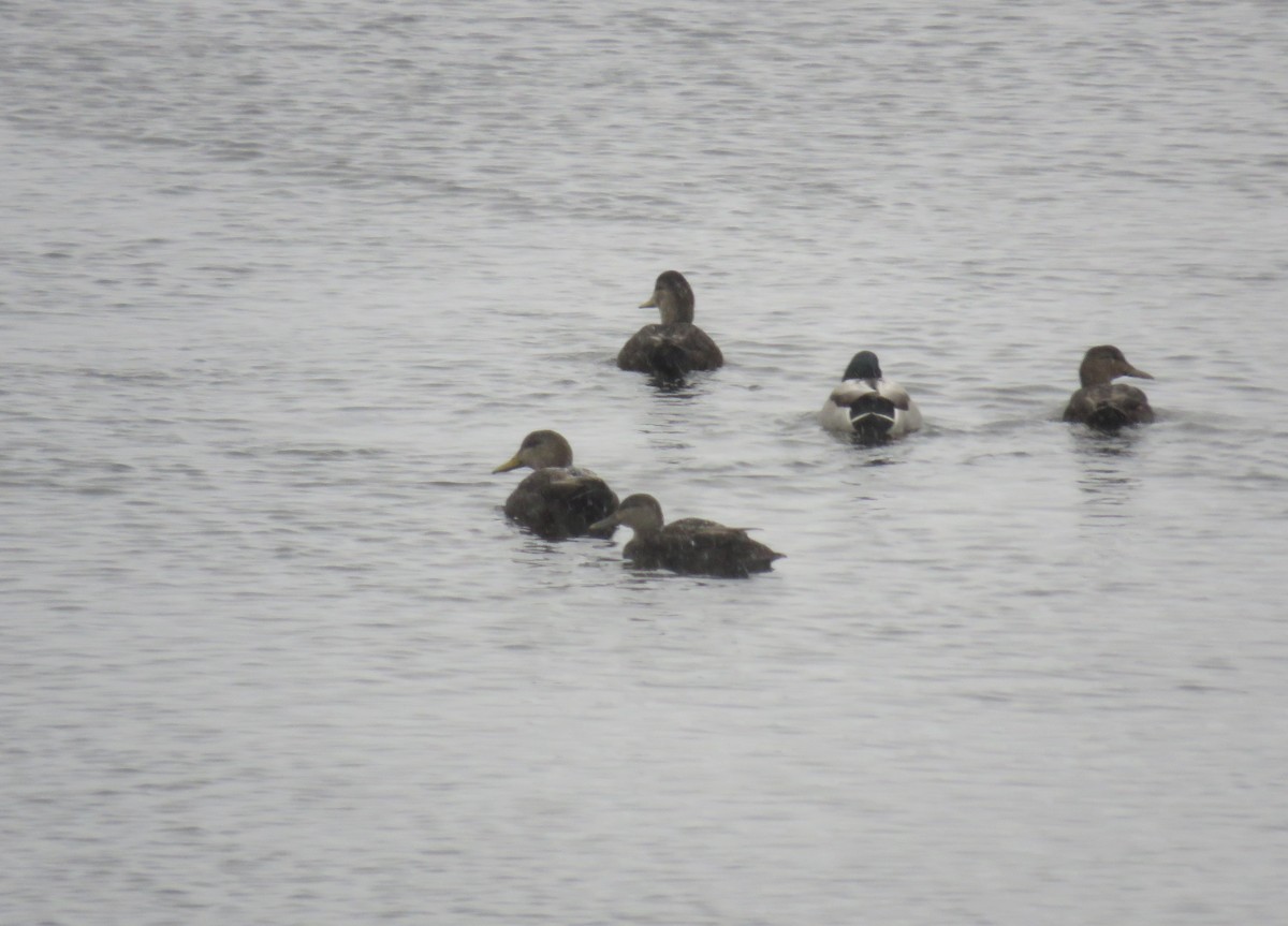 American Black Duck - ML646049134