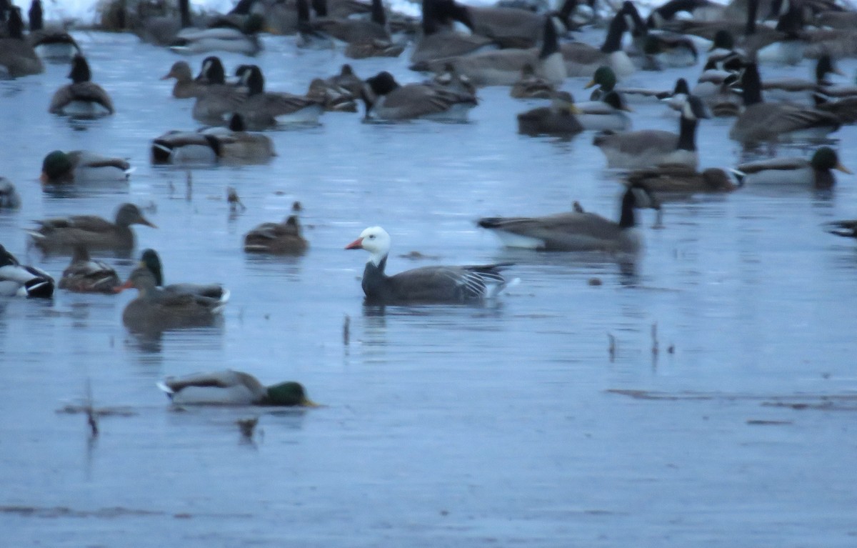 Snow Goose - ML646049146