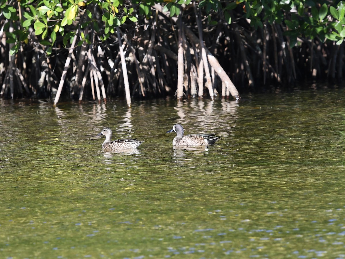 Zertzeta hegalurdina - ML646049148