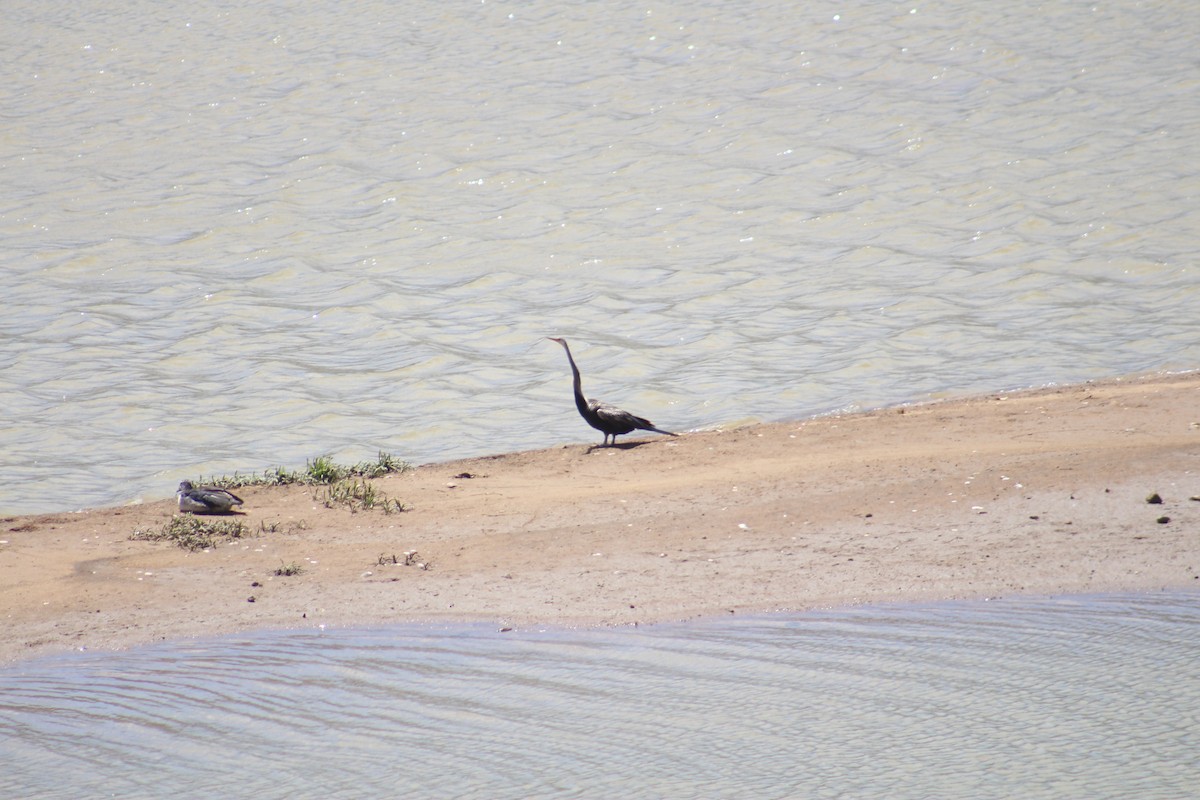 Oriental Darter - ML646049152