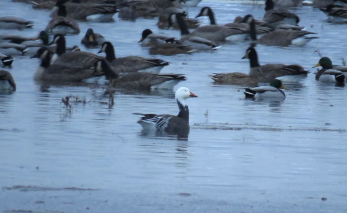 Snow Goose - ML646049153