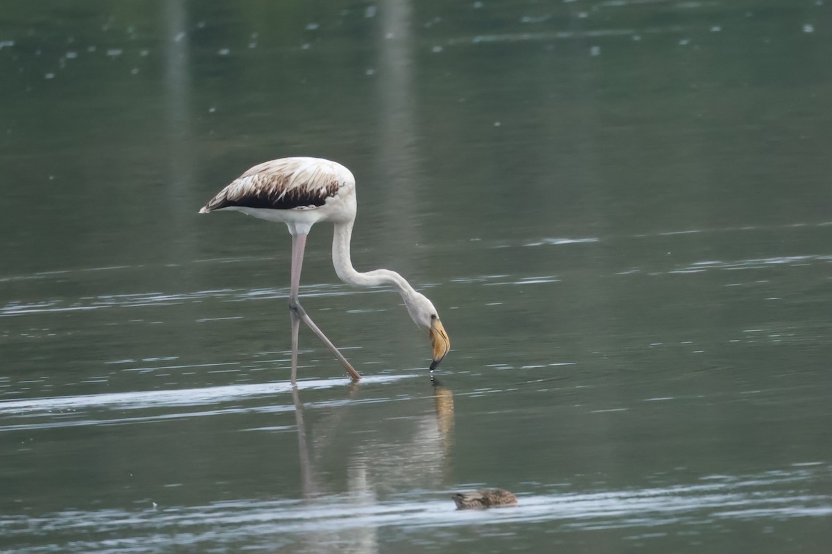 plameňák růžový - ML646049155