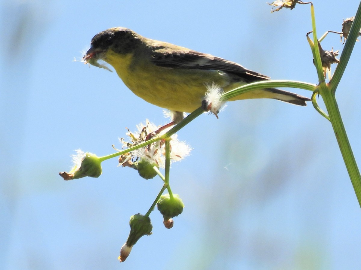 Lesser Goldfinch - ML646049156