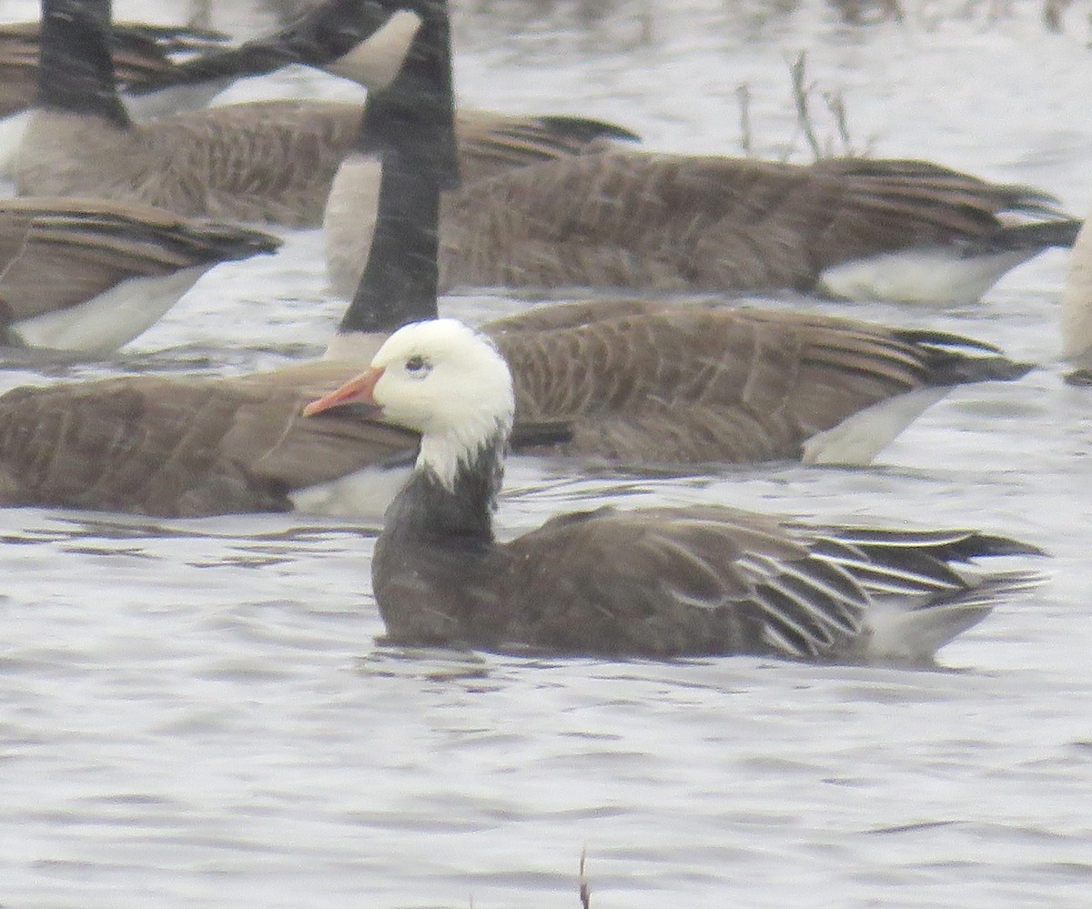 Snow Goose - ML646049163
