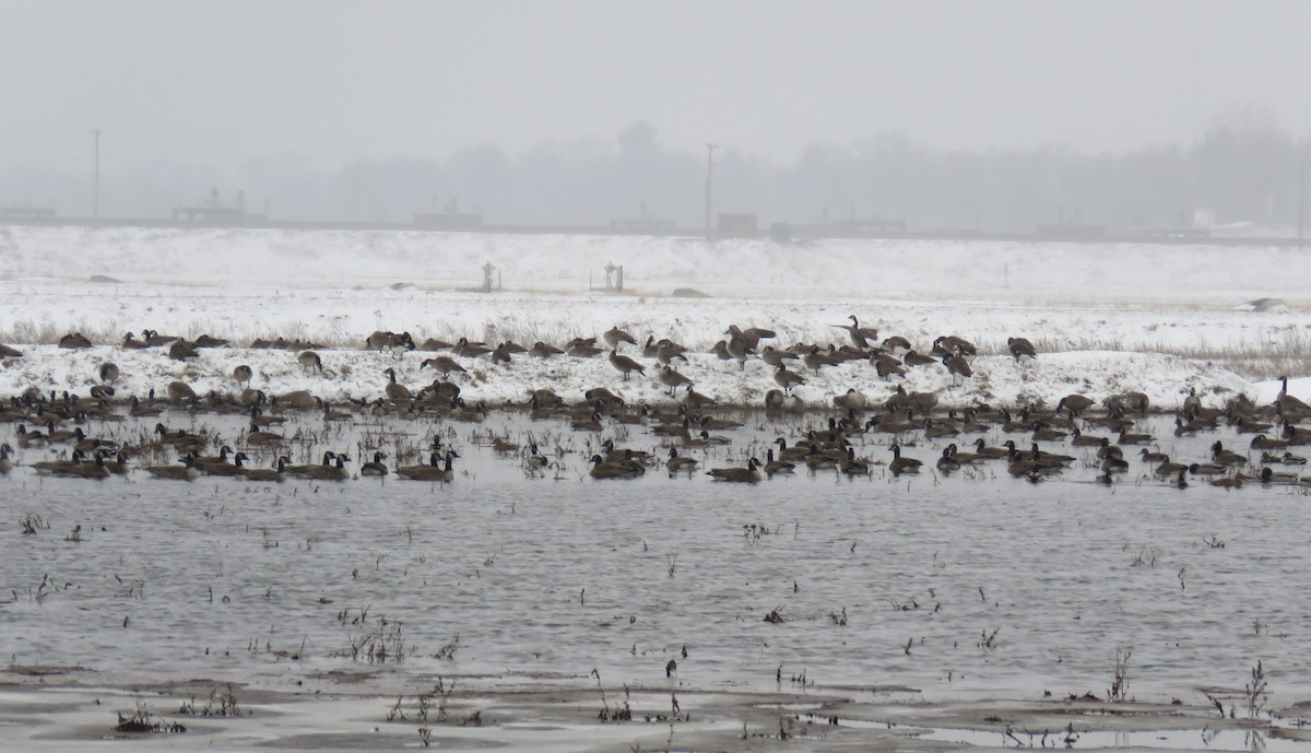 Canada Goose - ML646049168