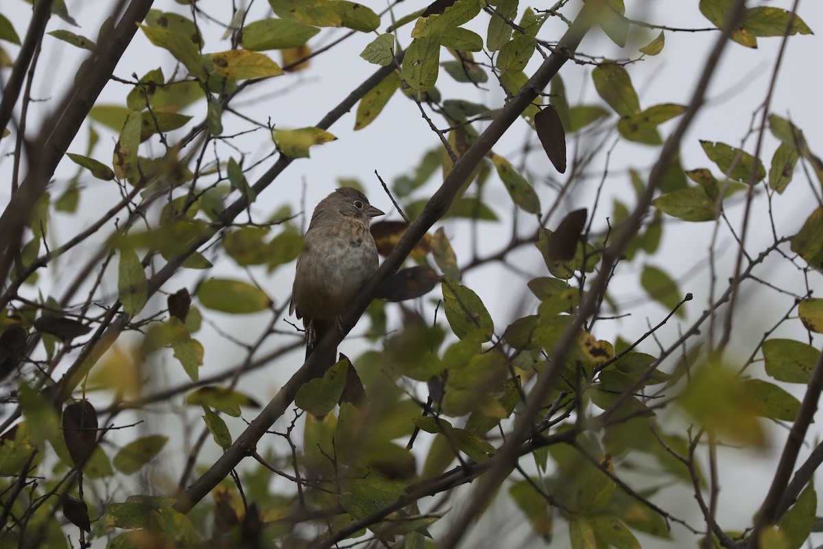 Canyon Towhee - ML646049171
