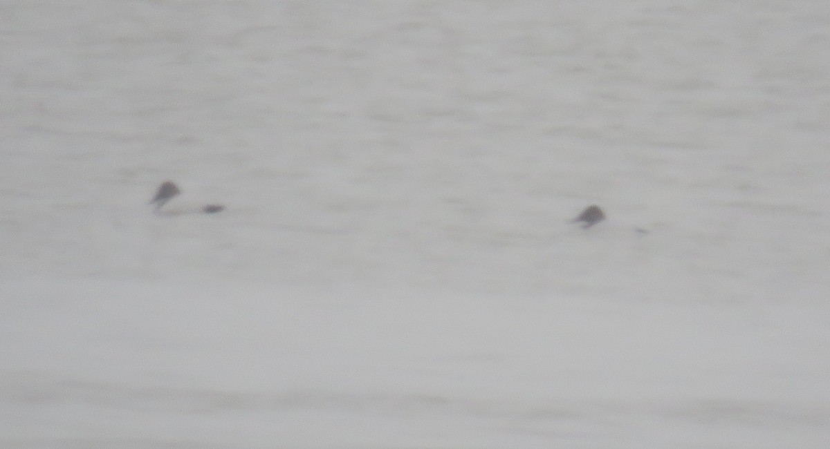 Büyük Elmabaş - ML646049172