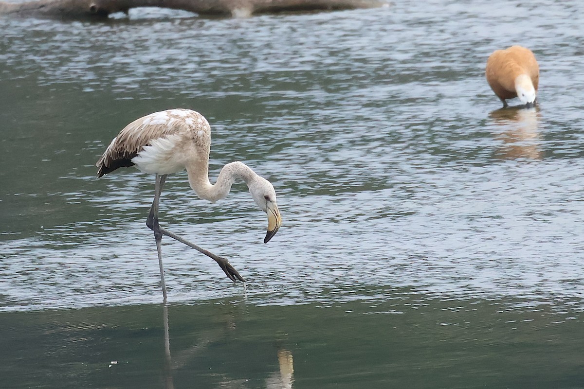 plameňák růžový - ML646049173