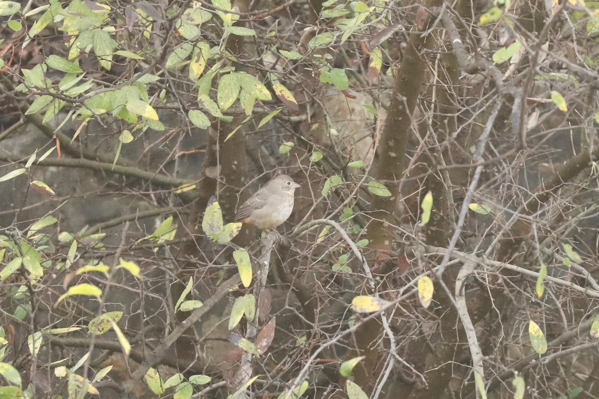 Canyon Towhee - ML646049175