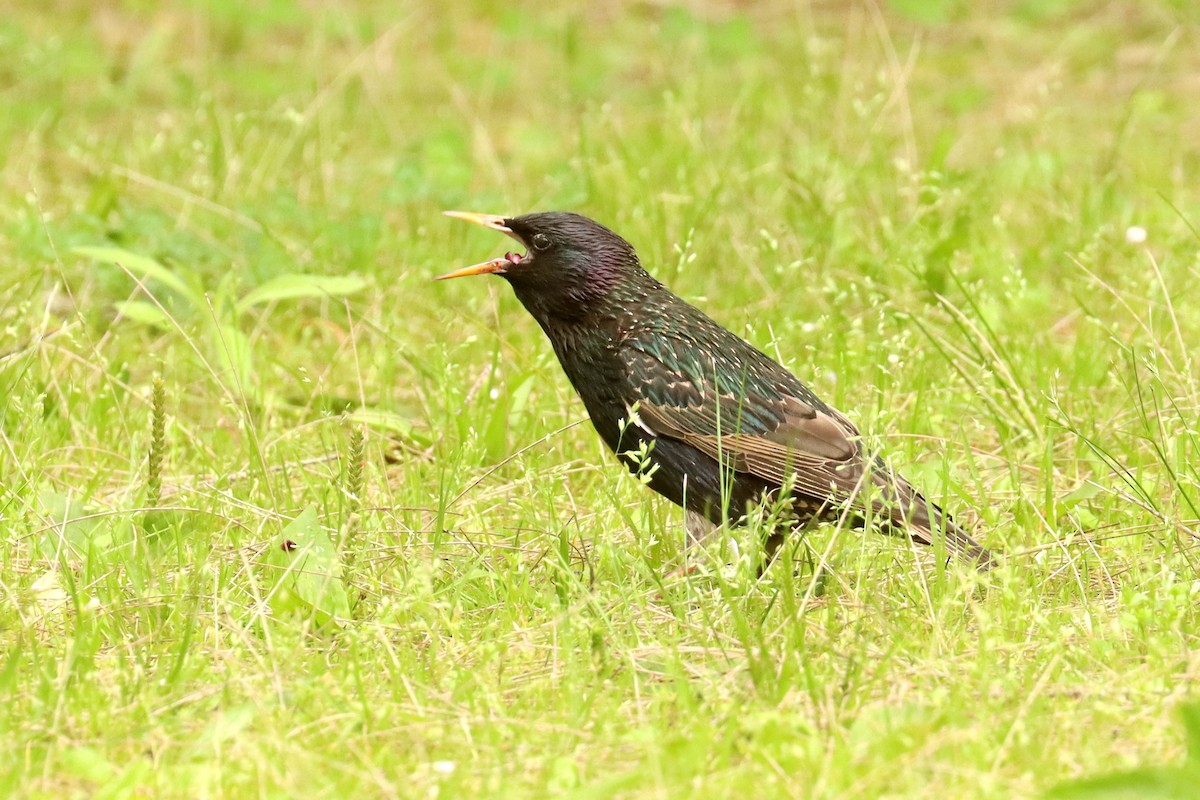 Шпак звичайний - ML646049176