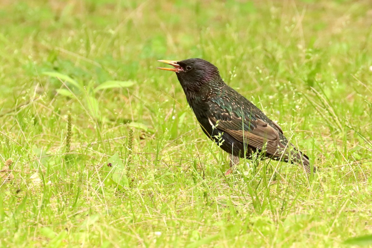 Шпак звичайний - ML646049177