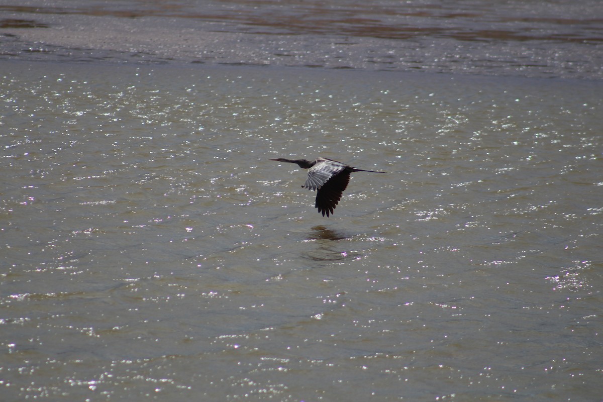 Oriental Darter - ML646049178