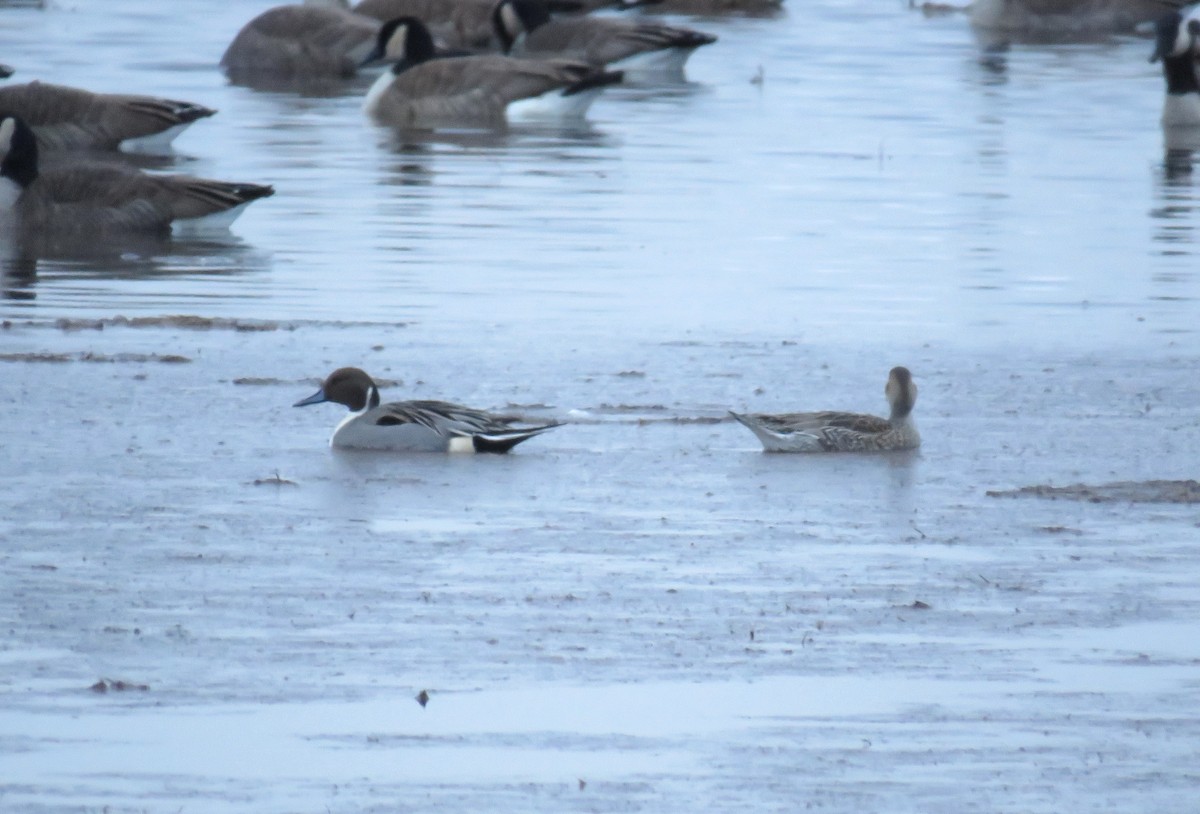 尖尾鴨 - ML646049187