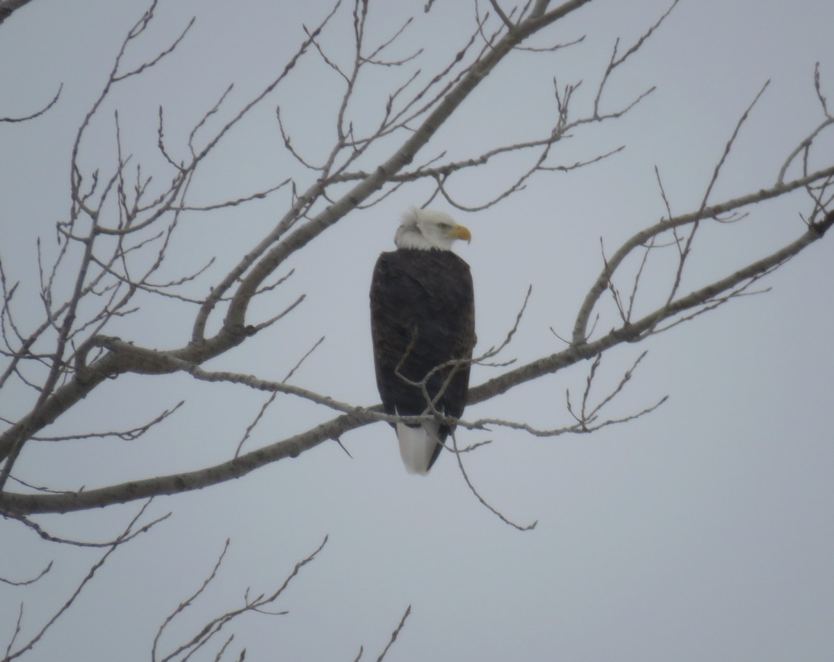Bald Eagle - ML646049193