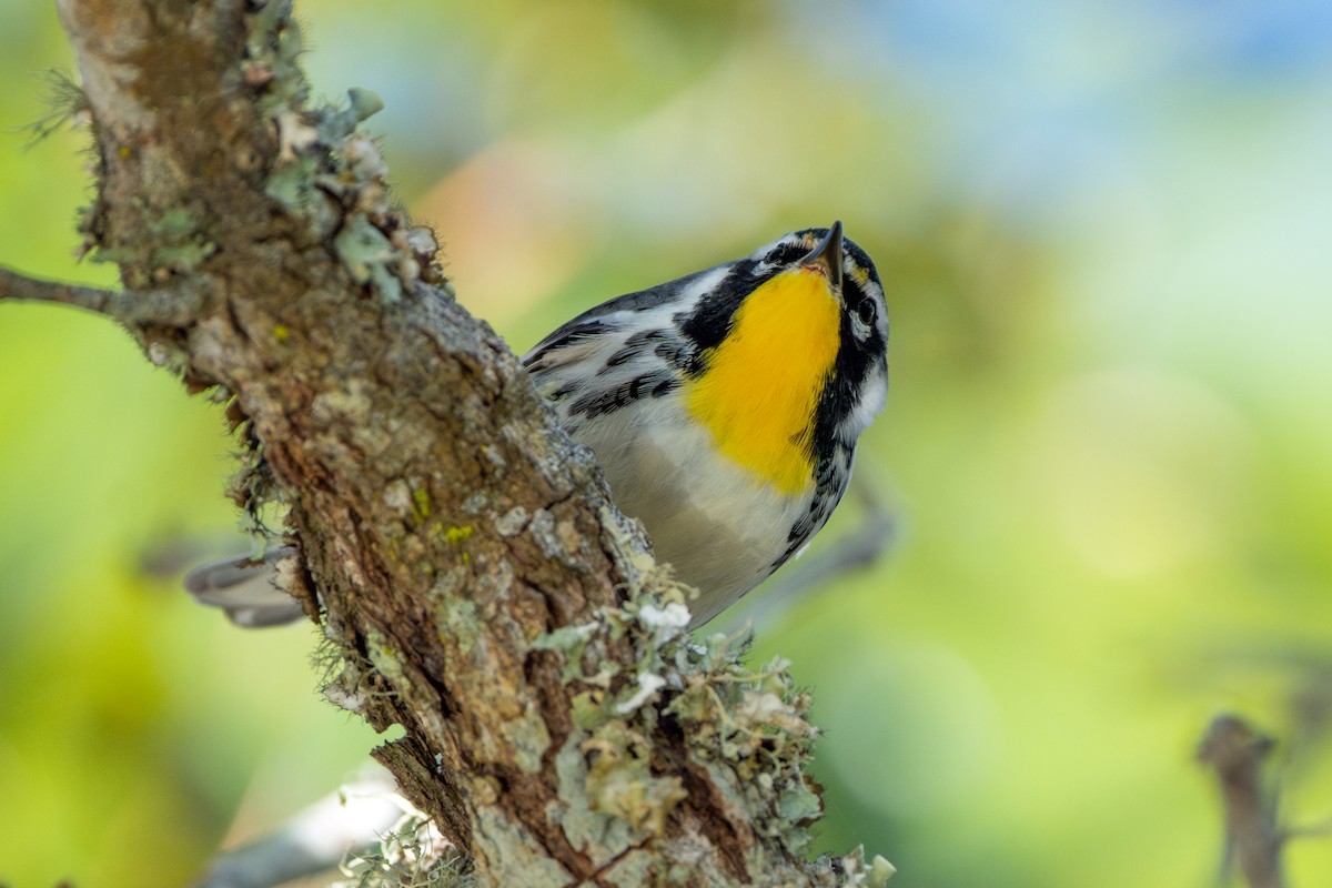 Goldkehl-Waldsänger - ML646049196