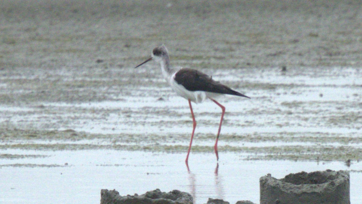 Black-winged Stilt - ML646049200