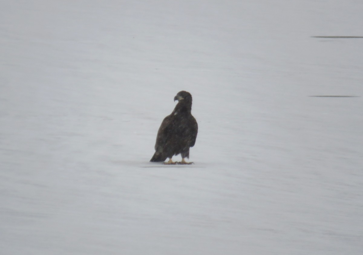 Bald Eagle - ML646049201