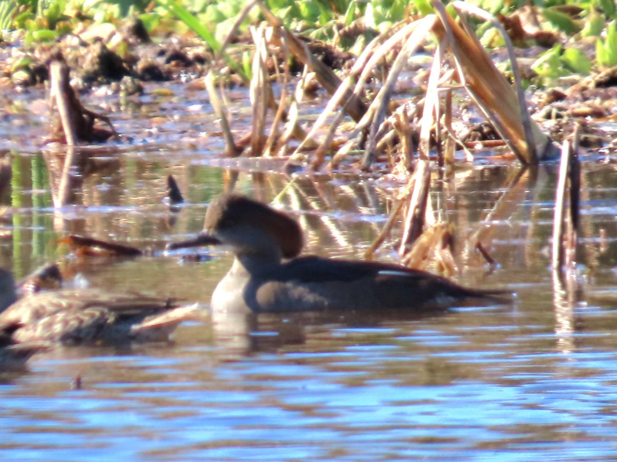 Hooded Merganser - ML646049202