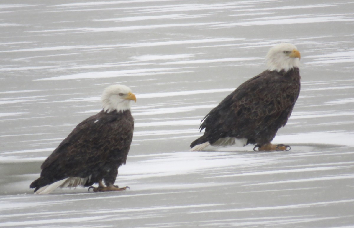 Bald Eagle - ML646049212