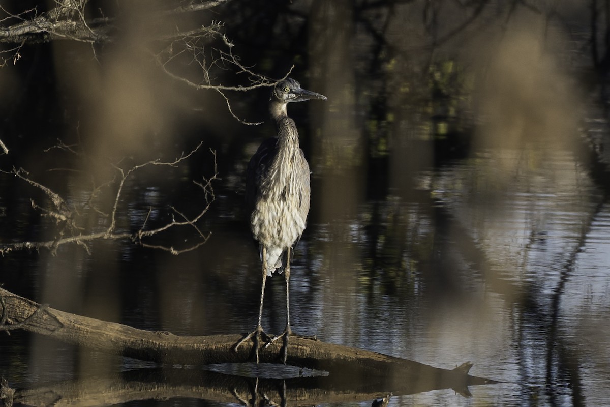 Great Blue Heron - ML646049213
