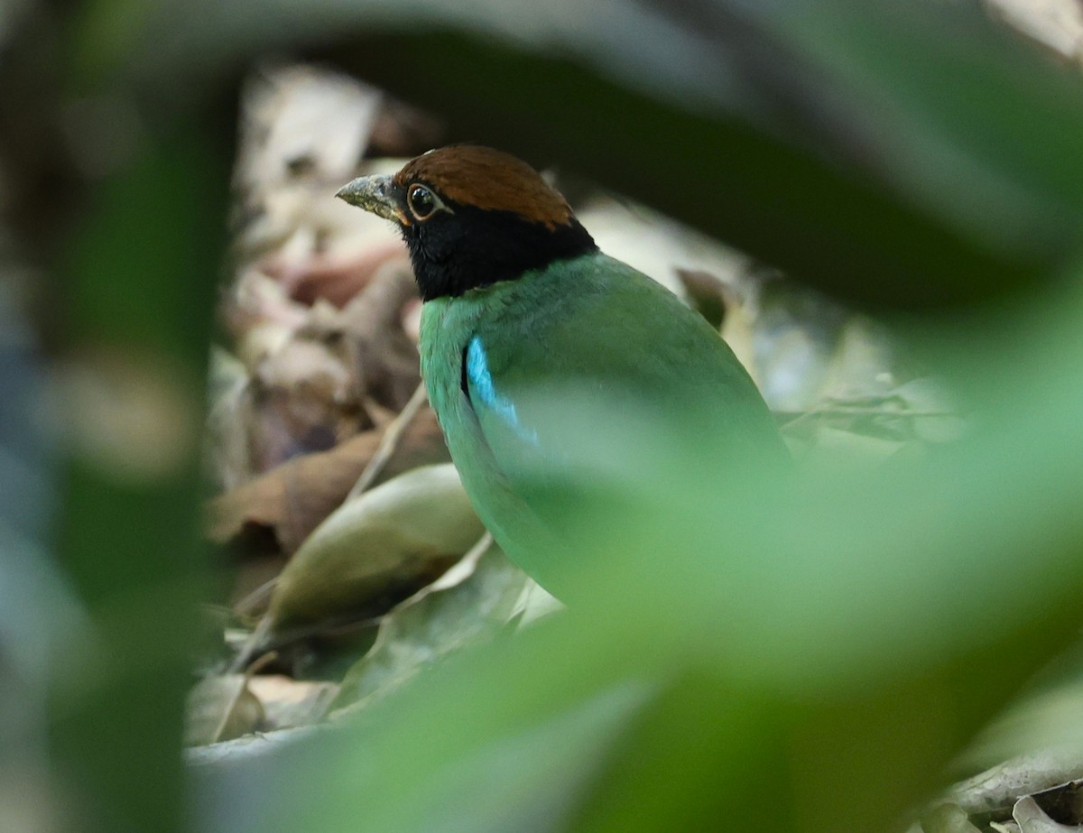 Western Hooded Pitta - ML646049214