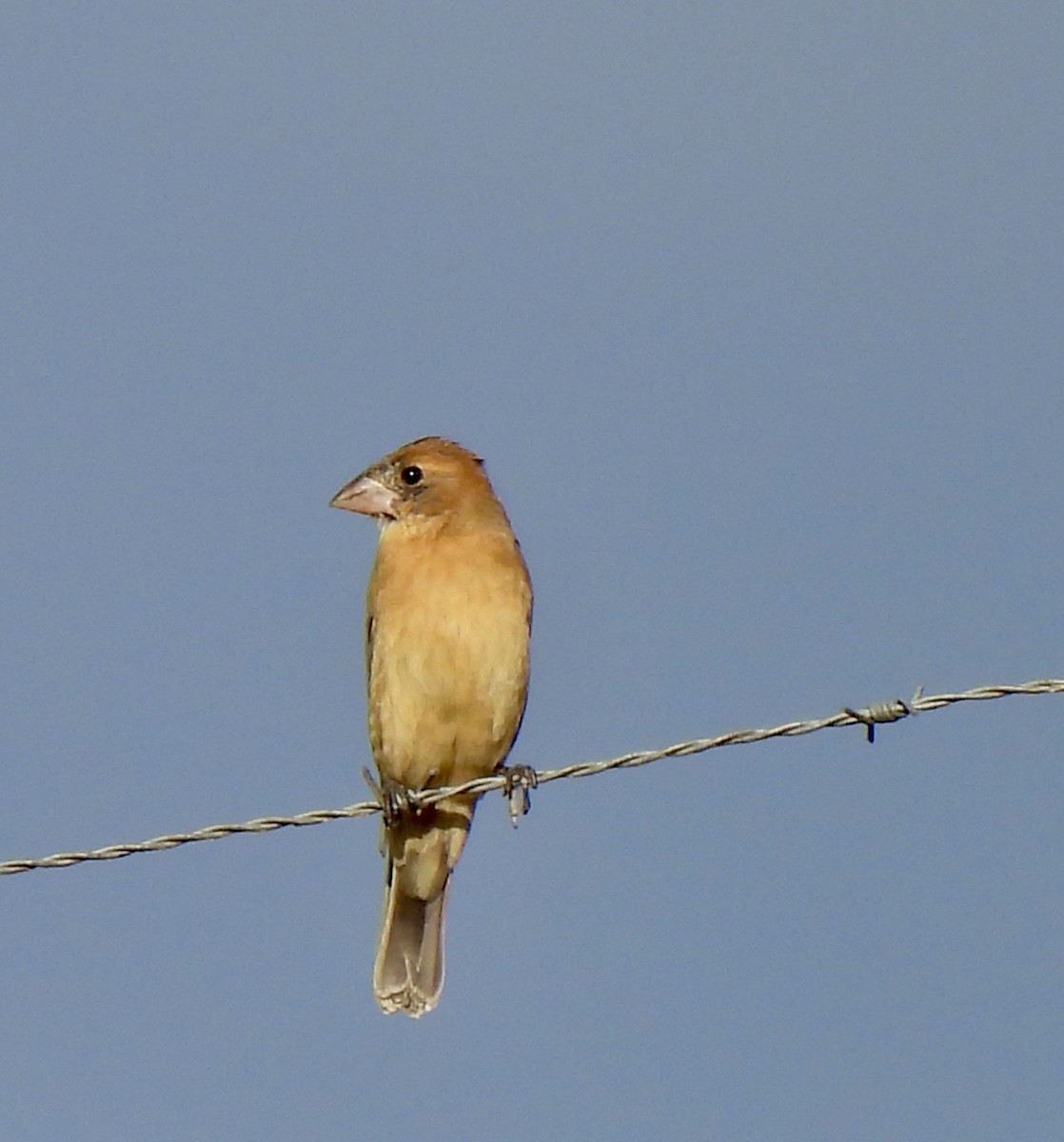 Blue Grosbeak - ML646049215
