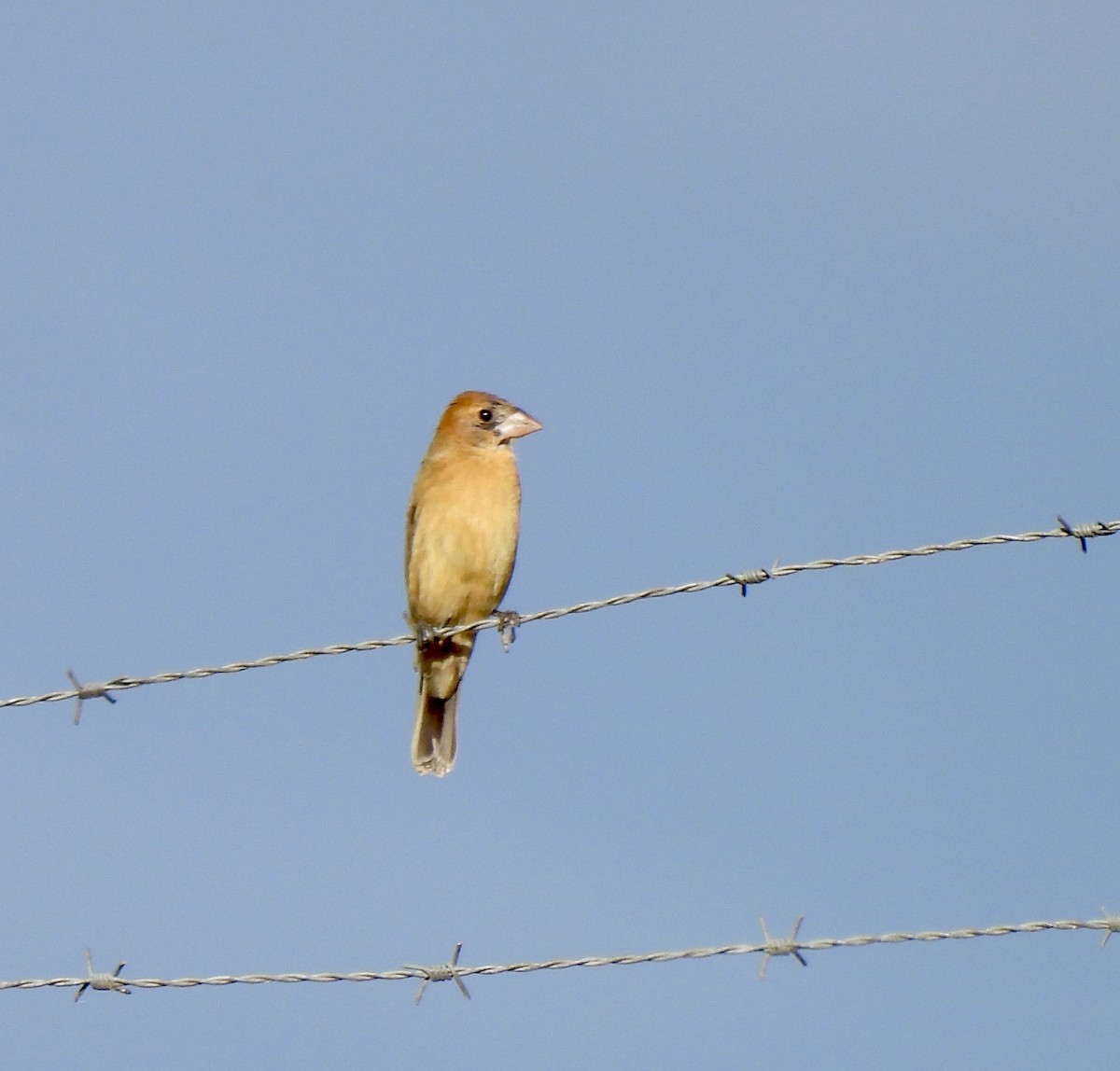 Blue Grosbeak - ML646049216