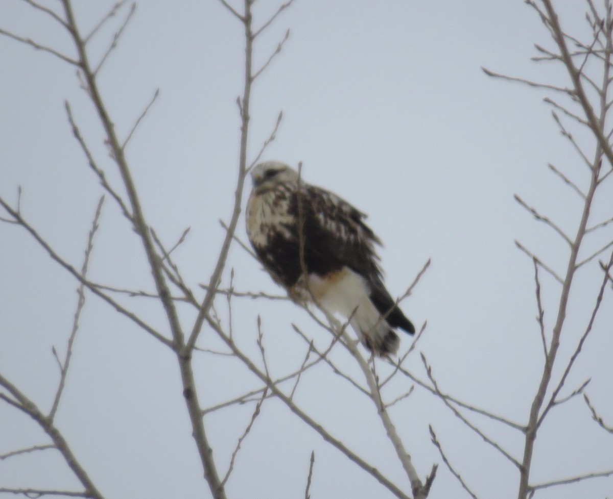 毛足鵟 - ML646049218