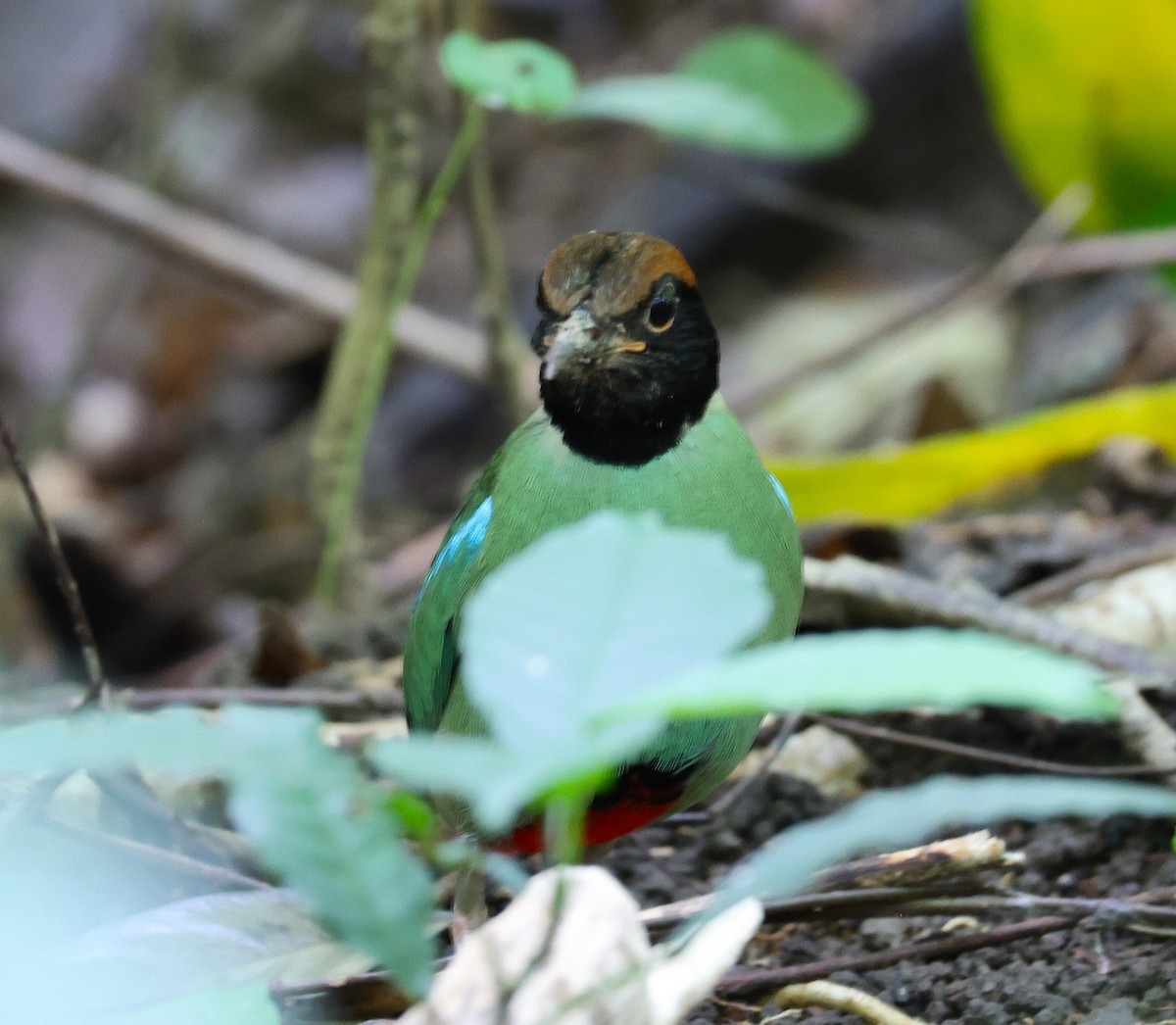 Western Hooded Pitta - ML646049219