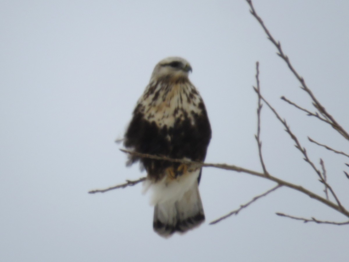 毛足鵟 - ML646049222