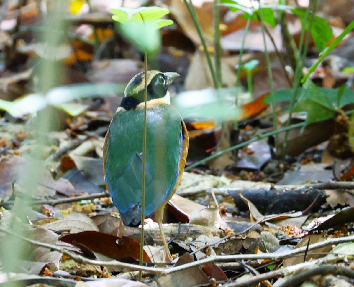Blue-winged Pitta - ML646049223