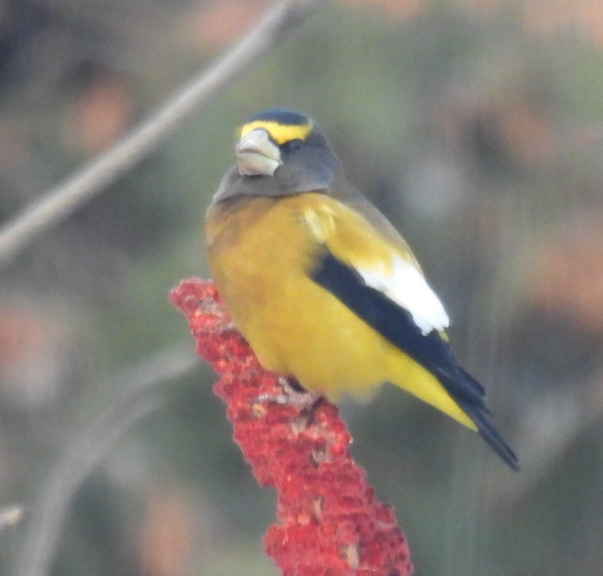 Evening Grosbeak - ML646049226