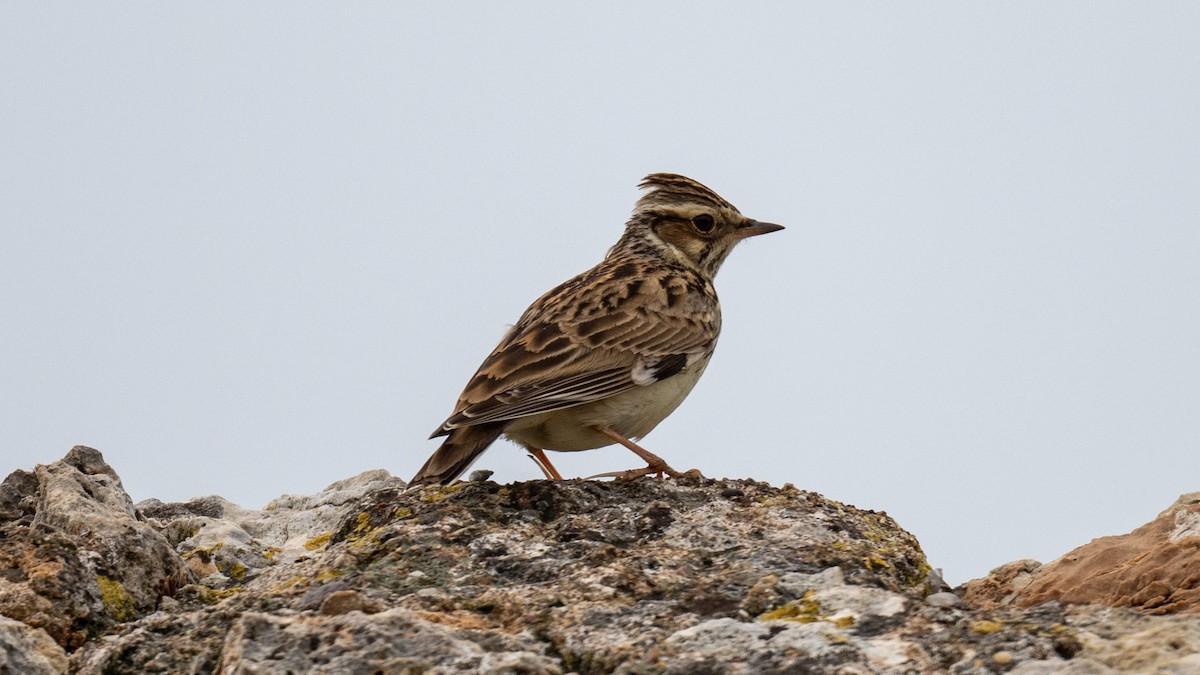 חוגת עצים - ML646049229