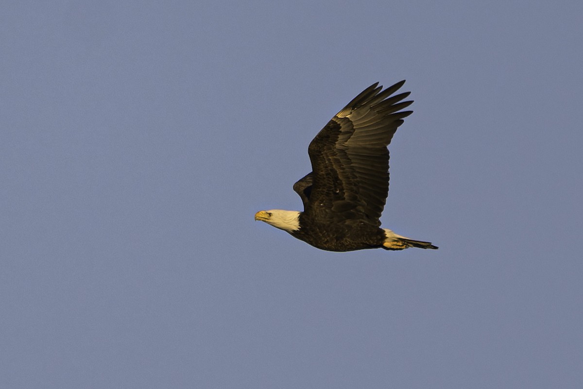 Bald Eagle - ML646049231