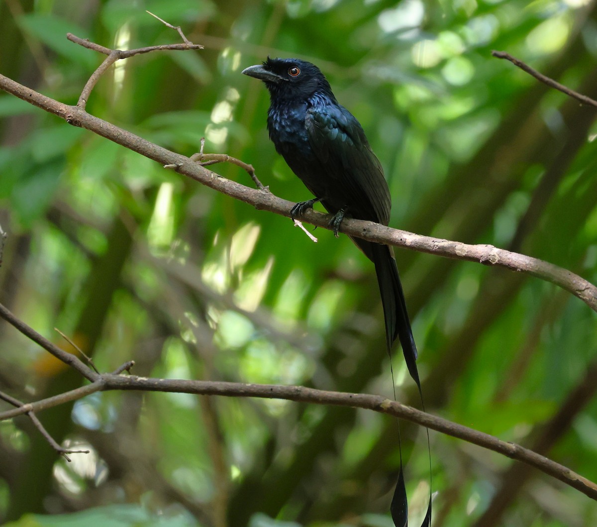 Greater Racket-tailed Drongo - ML646049233