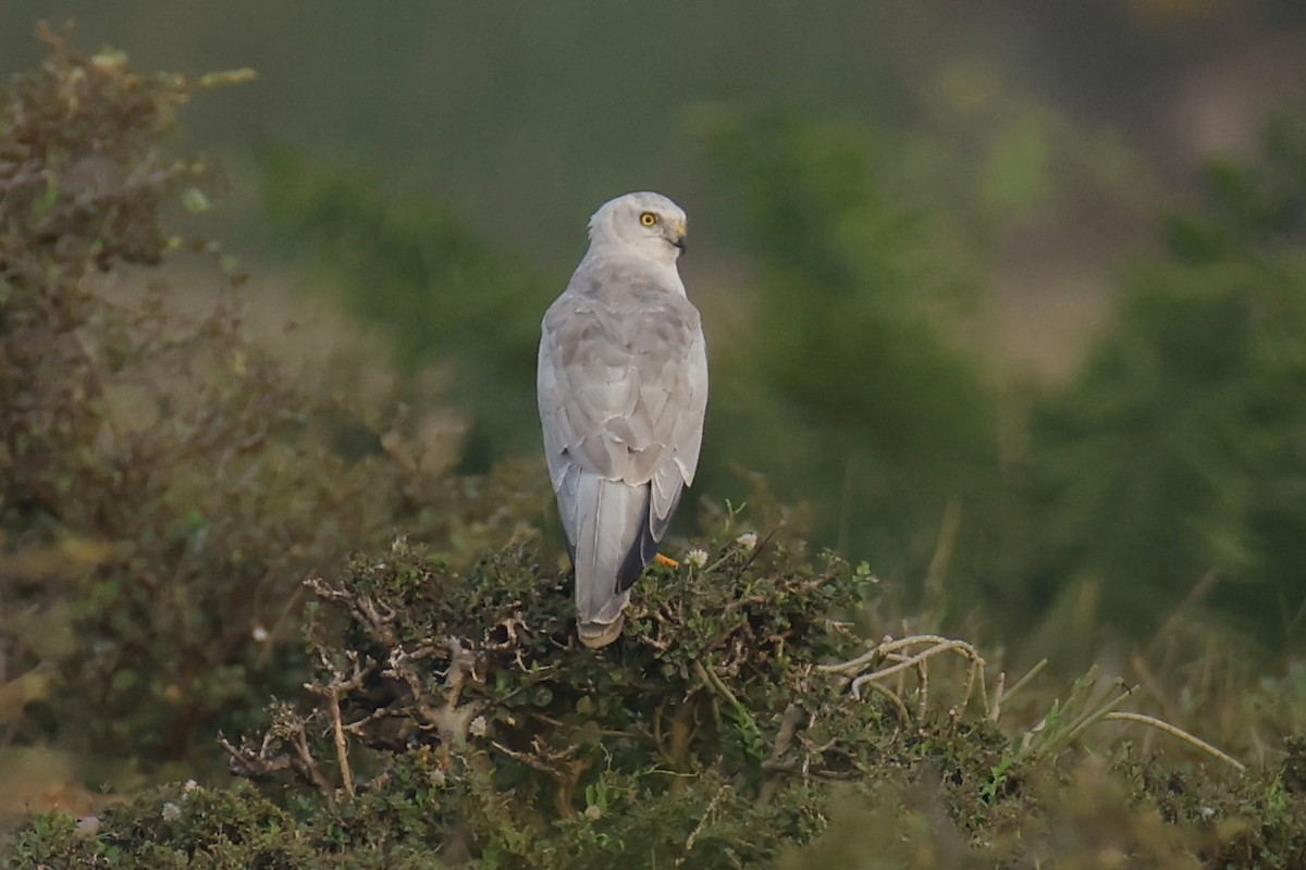 Pallid Harrier - ML646049246
