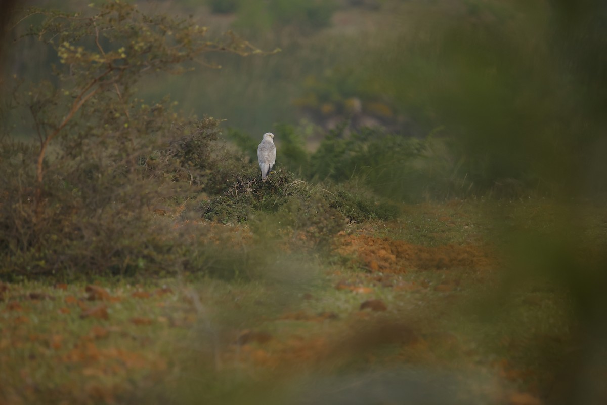 Pallid Harrier - ML646049247
