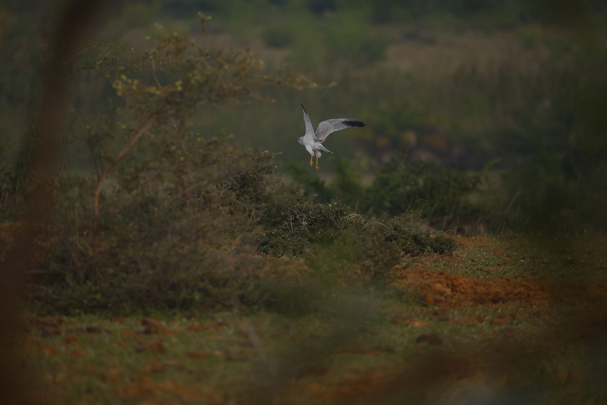 Pallid Harrier - ML646049248