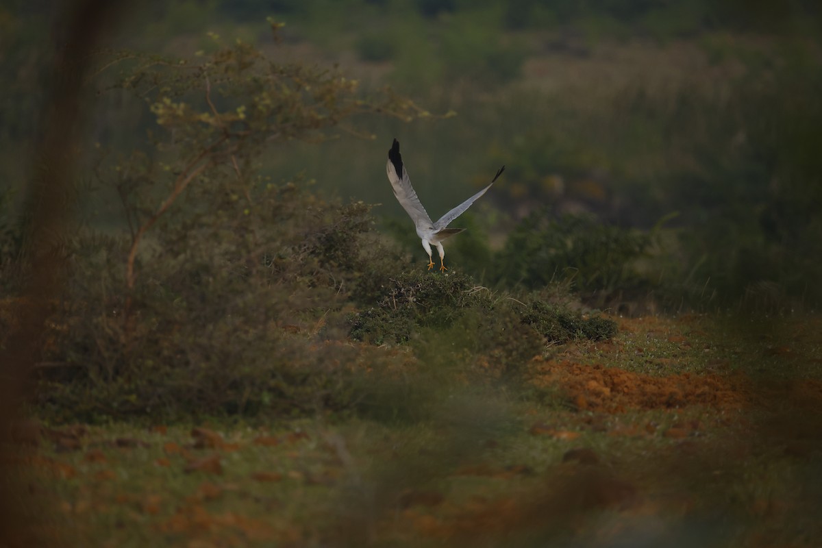 Pallid Harrier - ML646049249