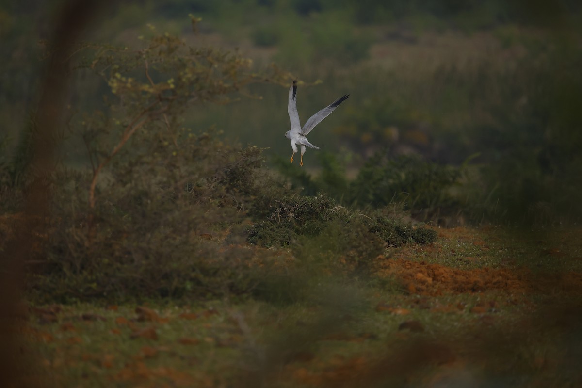 Pallid Harrier - ML646049250