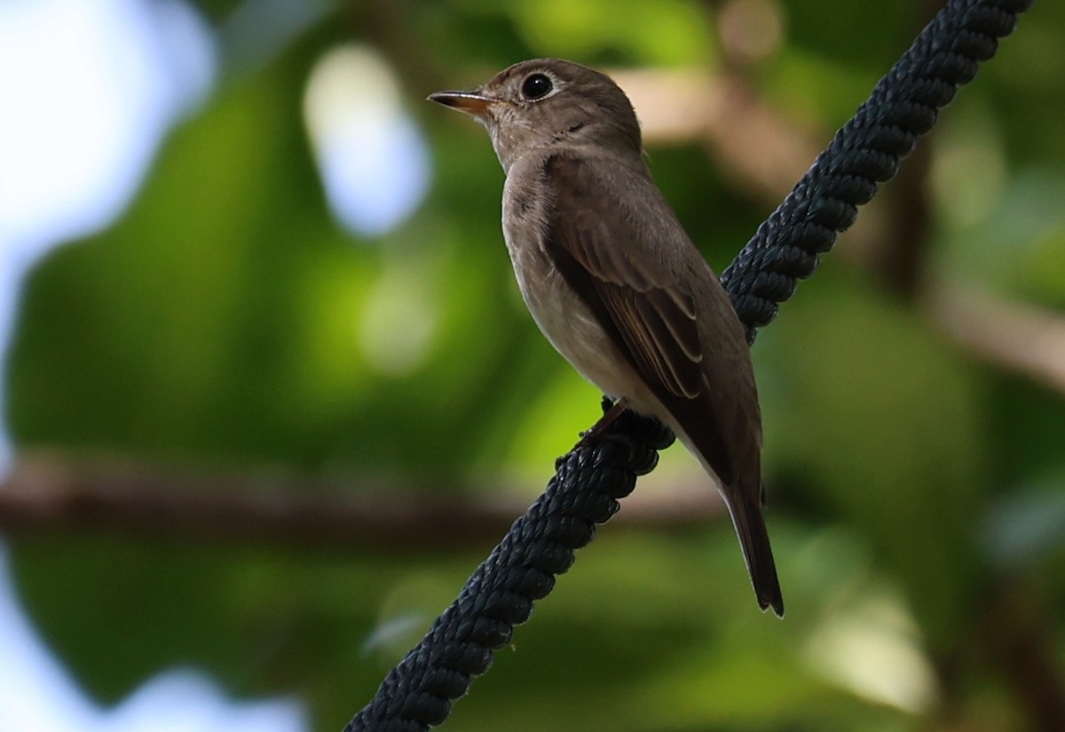 Asian Brown Flycatcher - ML646049254