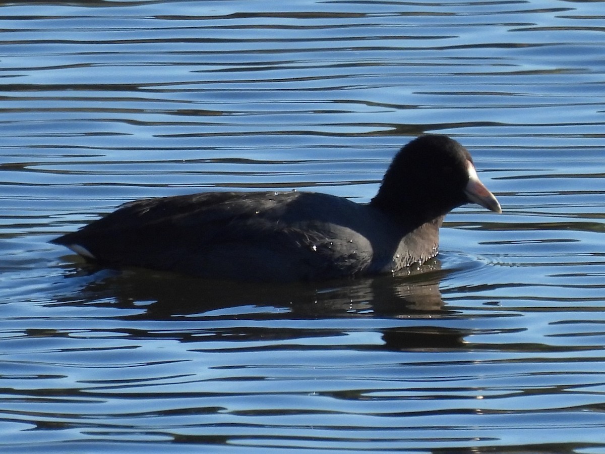 American Coot - ML646049256