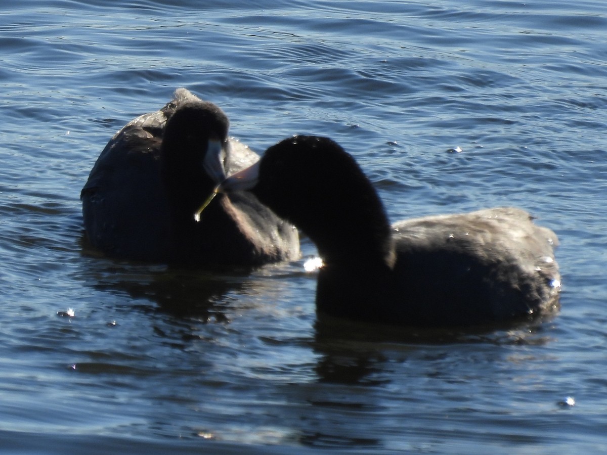 American Coot - ML646049257
