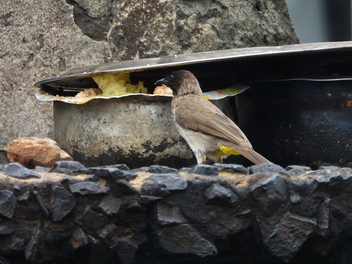 Бюльбюль темноголовий [група tricolor] - ML646049258