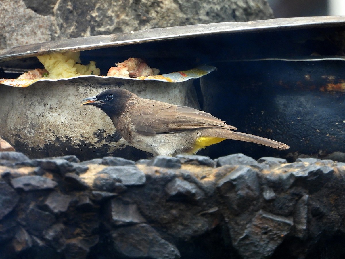 Бюльбюль темноголовий [група tricolor] - ML646049259