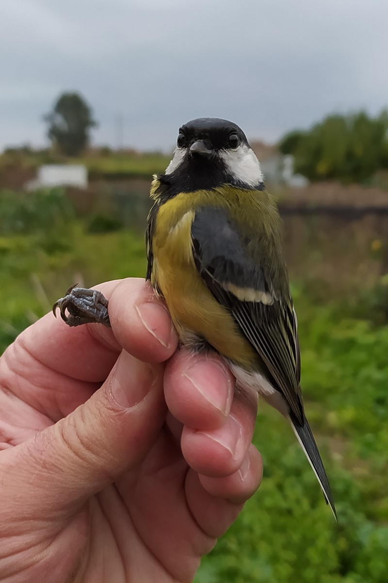 Great Tit - ML646049260