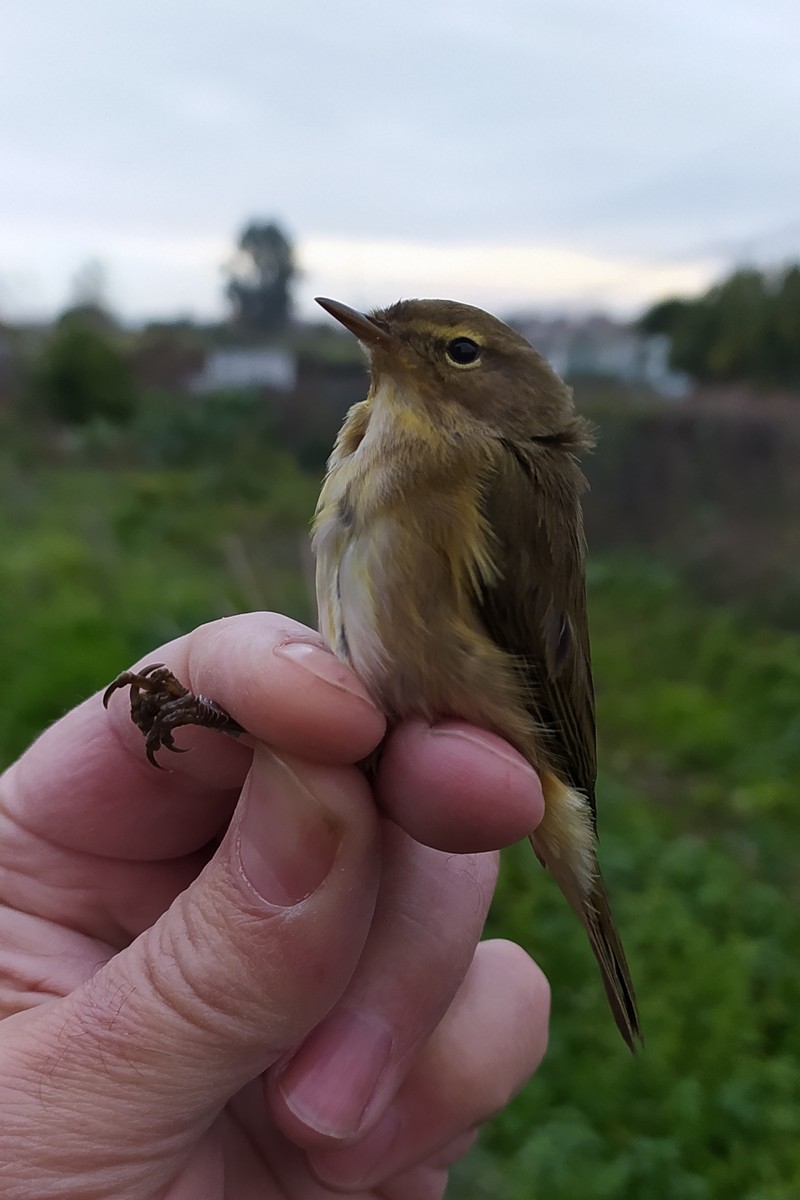 Common Chiffchaff - ML646049264