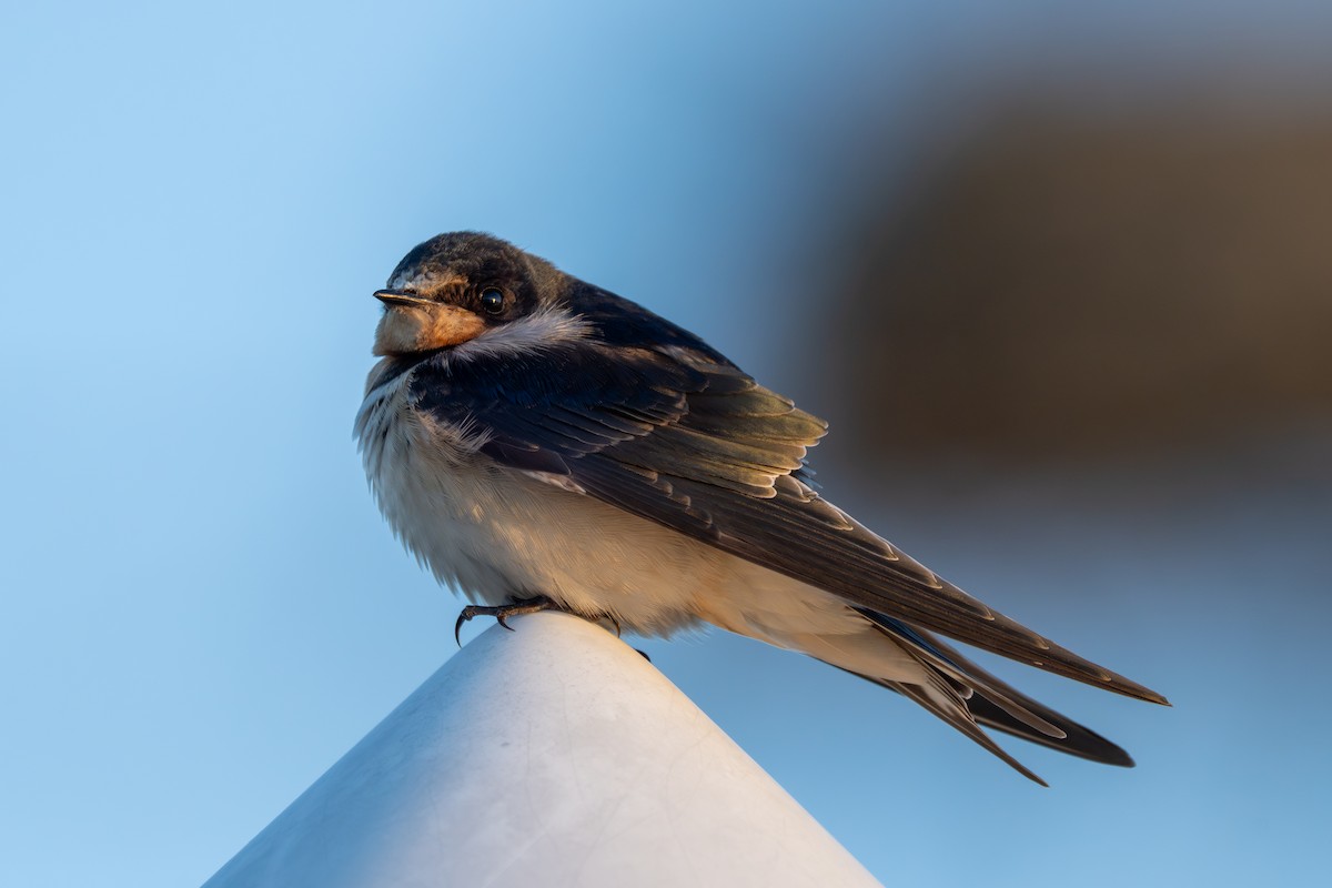 Ластівка сільська (підвид erythrogaster) - ML646049267