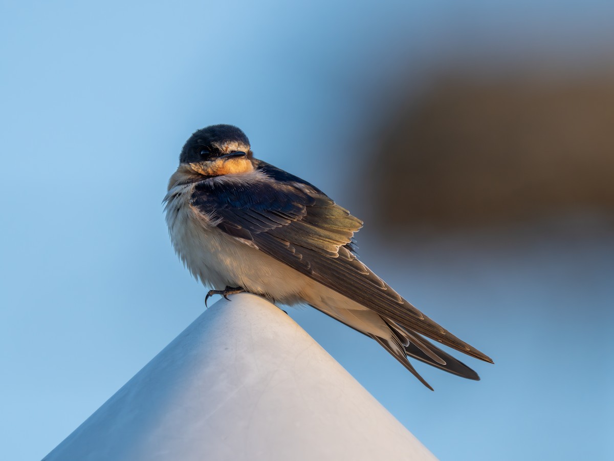 Barn Swallow (American) - ML646049268